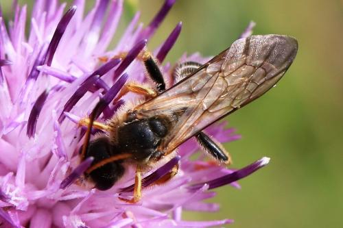 Halictus quadricinctus